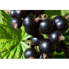 Dulceață de coacăze negre Dulceață de coacăze negre